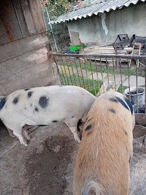 vand porc 
