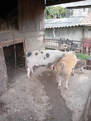 vand porc  - imagine 2