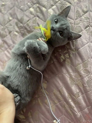 Pisicuta deosebita de British Shorthair Blue