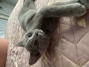 Pisicuta deosebita de British Shorthair Blue