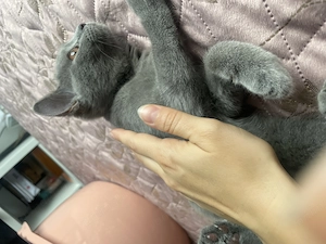 Pisicuta deosebita de British Shorthair Blue - imagine 3
