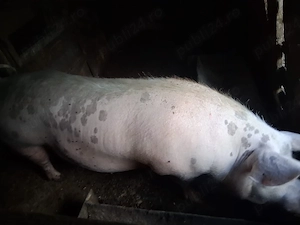 Purcea gestanta de vânzare 