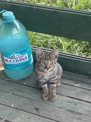 Pui de pisici spre adoptie