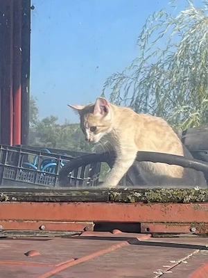 Pui de pisici spre adoptie - imagine 2