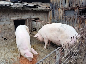 vând porci