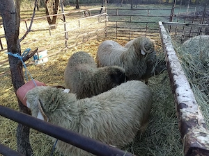 Vând 4 meyj și berc sau schimb cu vilce.