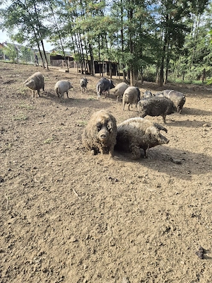 Porci Mangalita 70-250 kg