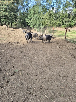 Porci mangalita si Porci banzna