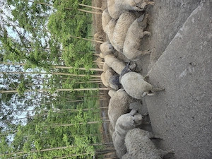 Porci mangalita