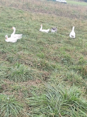 gâște si gâscani 