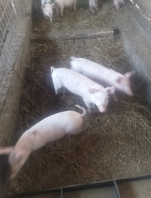 Vând purcei 10 săptămâni 