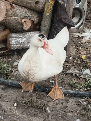 pasari tinere