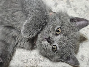 Fetiță British Shorthair