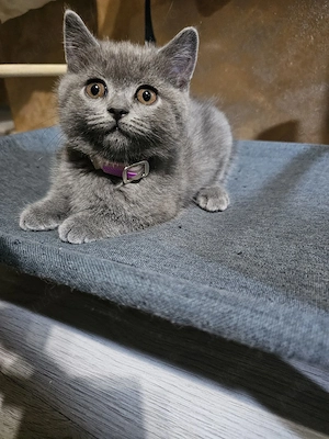 Fetiță British Shorthair - imagine 3