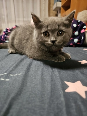 Fetiță British Shorthair - imagine 2