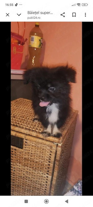 Shih.Tzu cu Pomeranian