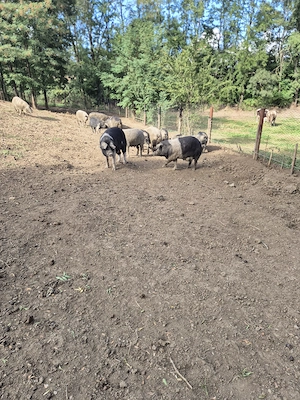 Porci bazna de Craciun