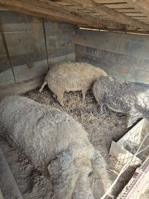 Purcei si Porci mangalita