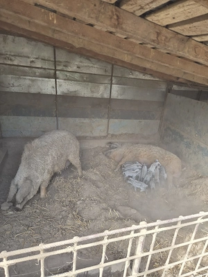 Purcei si Porci mangalita - imagine 2