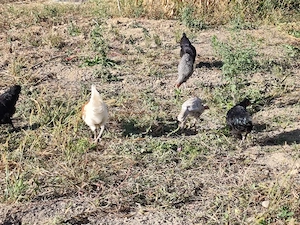 Pasari de vanzare  - imagine 4