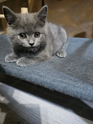 Fetiță British Shorthair - imagine 4