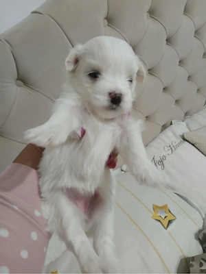 bichon maltez pui 