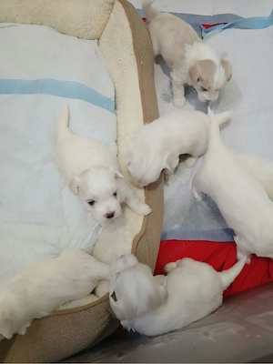 bichon maltez