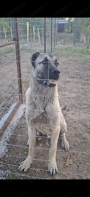 Mascul Kangal 9 luni