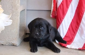 Labrador retriever 