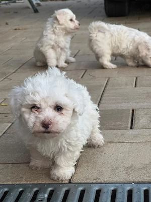 Vând puiuți bichon maltez - imagine 3