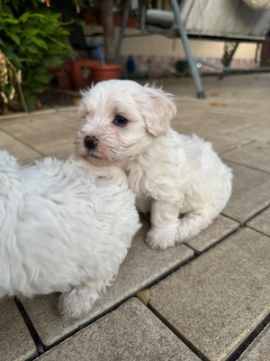 Vând puiuți bichon maltez
