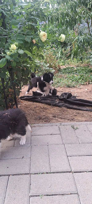 Vind cățeii Border Collie  - imagine 4