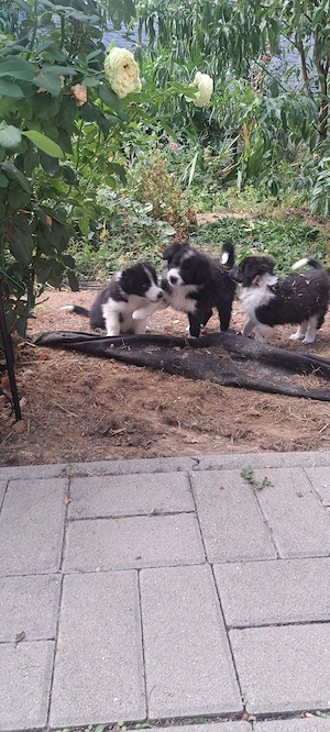 Vind cățeii Border Collie  - imagine 2