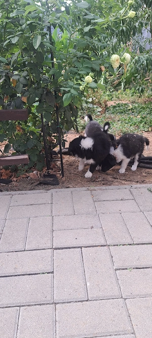 Vind cățeii Border Collie  - imagine 3