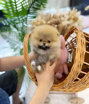 Pomeranian Ursuleț mini  - imagine 2