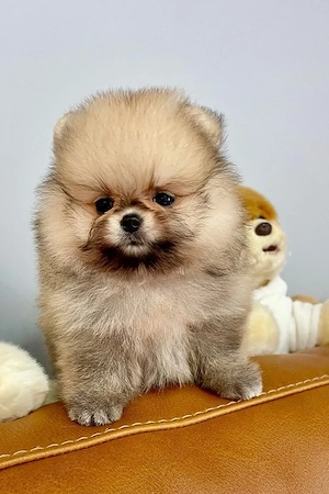 Pomeranian mini  - imagine 5