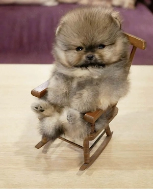 Pomeranian Ursuleț mini  - imagine 3
