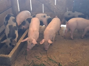 vând 7 purcei de 10 săptămâni, medie 18 kg - imagine 2