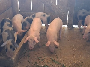 vând 7 purcei de 10 săptămâni, medie 18 kg - imagine 3