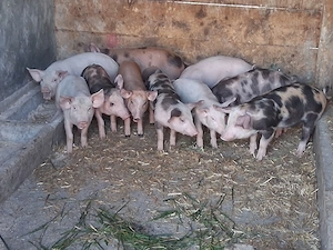 vând  10 purcei de 11 săptămâni, medie  20 kg (masculi castraţi)