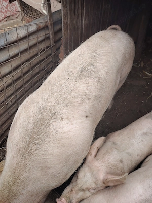 Disponibilă cca 250 kg - imagine 2