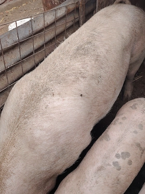 Disponibilă cca 250 kg