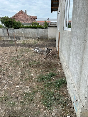 130 lei vând 3 gaste și un gânsac, rațoi Pekin - imagine 2