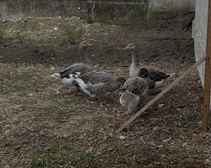 130 lei vând 3 gaste și un gânsac, rațoi Pekin