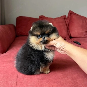 Pomeranian Ursuleț Deosebit  - imagine 2