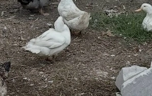 130 lei vând 3 gaste și un gânsac, rațoi Pekin