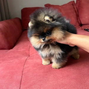 Pomeranian Ursuleț Deosebit  - imagine 5