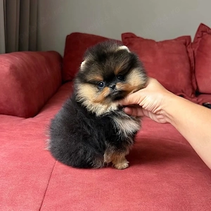 Pomeranian Ursuleț Deosebit  - imagine 3