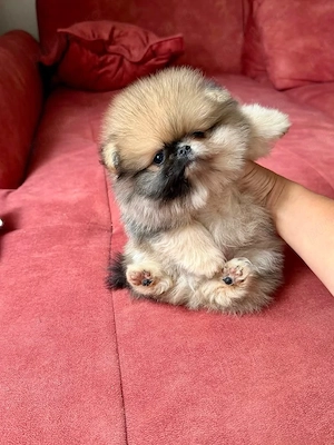 Pomeranian Mini Poze reale  - imagine 5