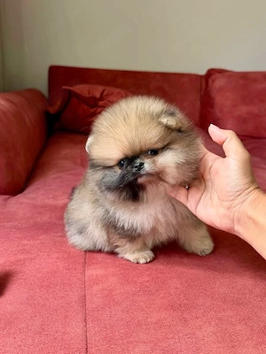 Pomeranian Mini Poze reale  - imagine 2